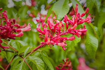 buckeye tree with pink flowers