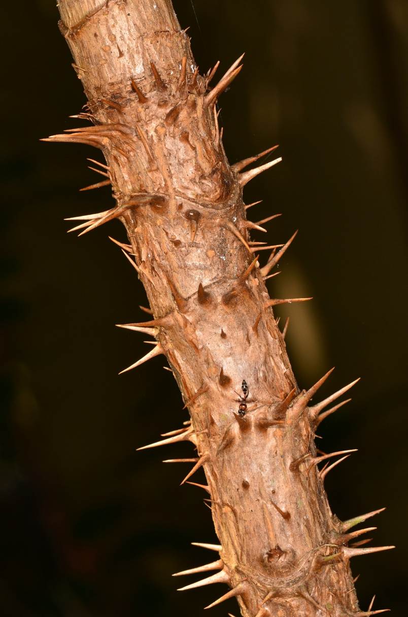 A close up of a plant stem

AI-generated content may be incorrect.