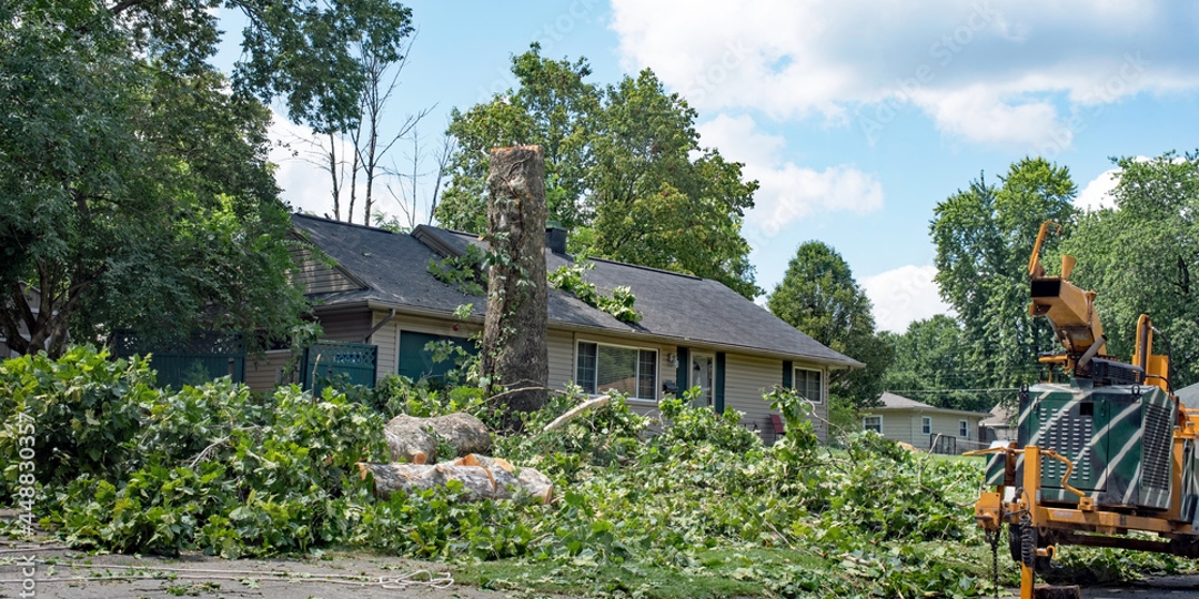 tree fallen in front of a home