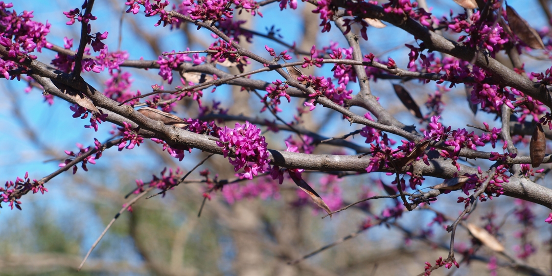 trees in blossom