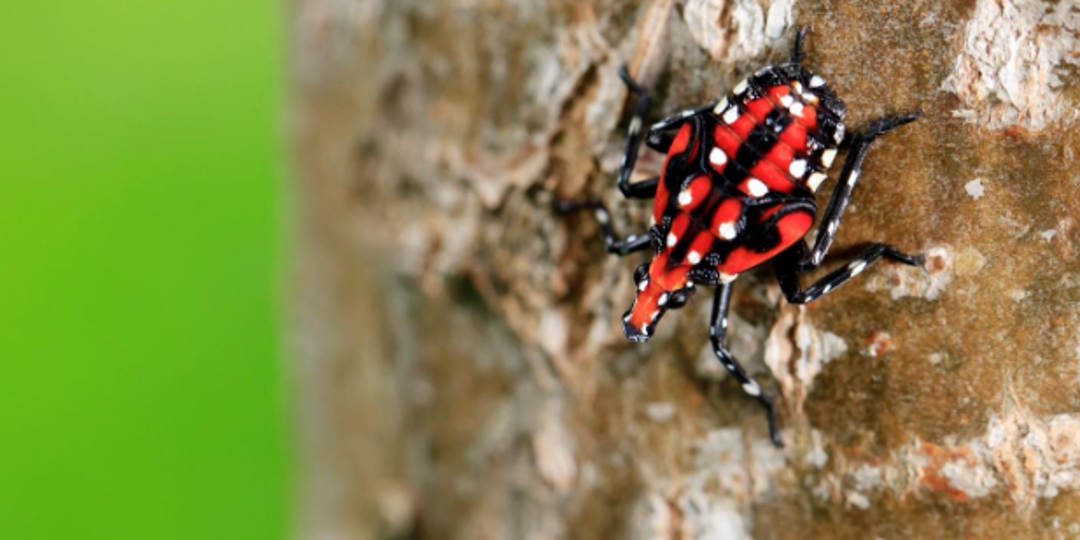 spotted lanternfly on a tree