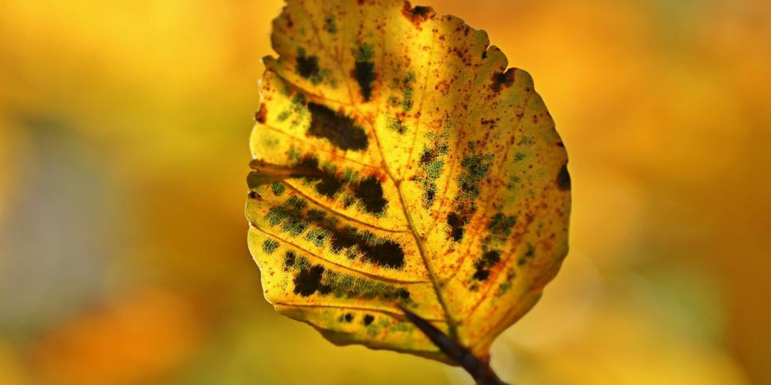 Yellow Leaf
