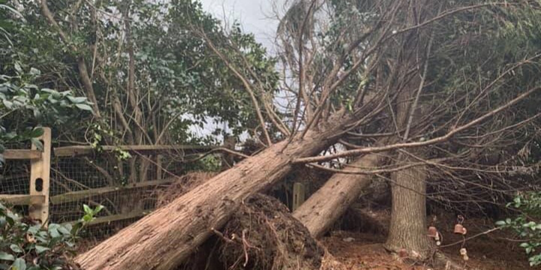 Monster Tree Service Image