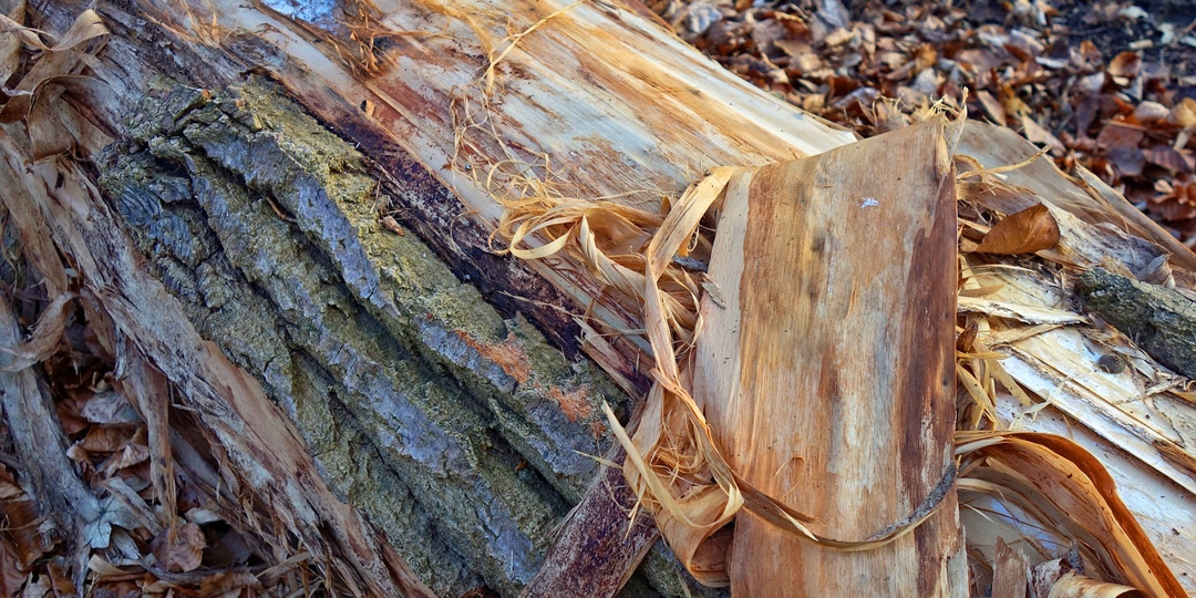 Peeling Bark
