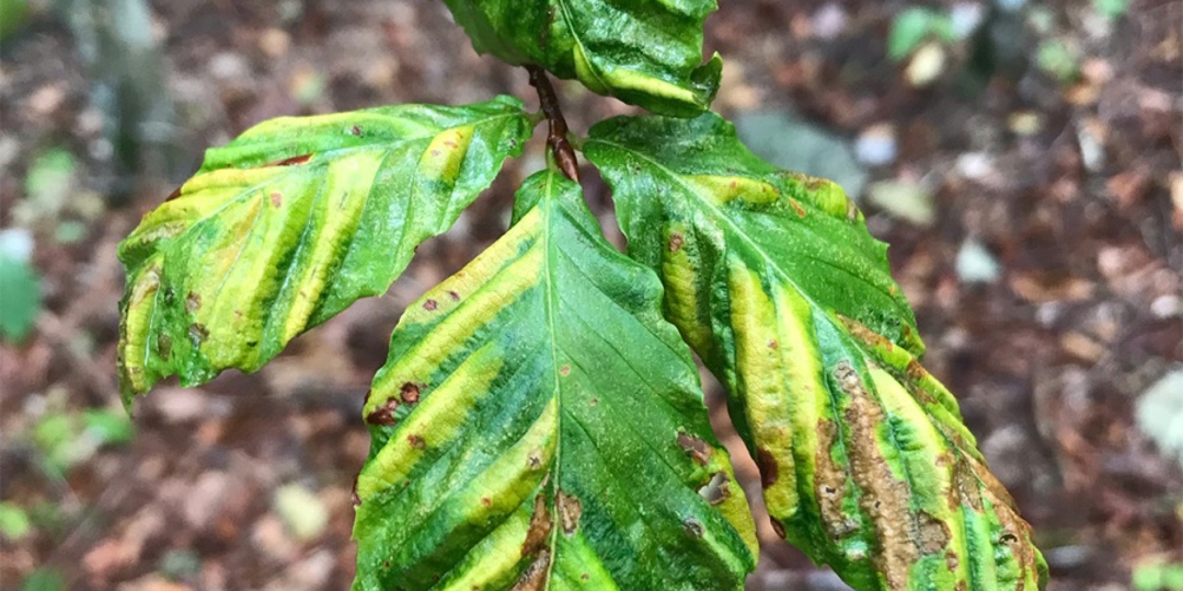 Beech Leaf Disease SC