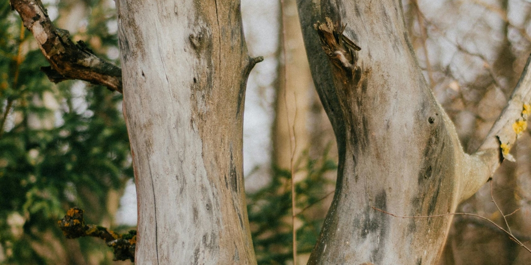 Tree Splitting Image