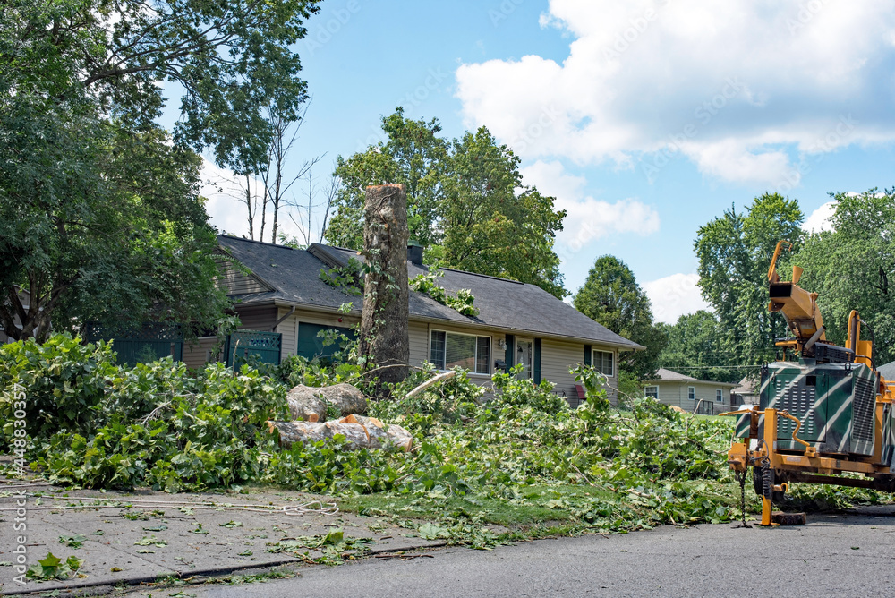 Before & After the Storm: Expert Tree Care for Hurricane-Prone Properties