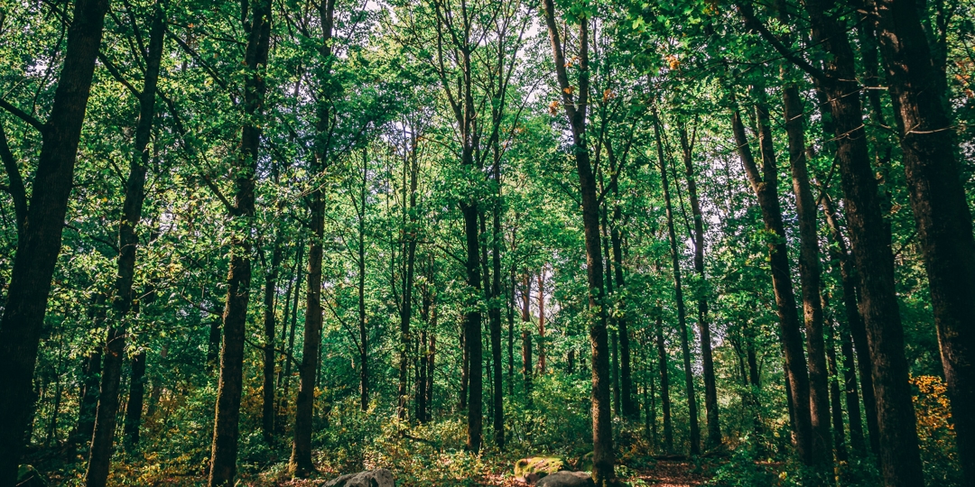 Finding the Perfect Tree for Your Nashville Landscape