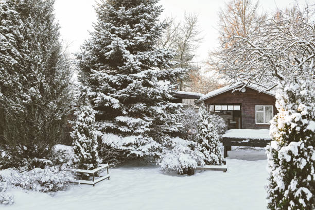 Winter is coming: Schedule fall tree care to protect your evergreen trees and shrubs from winter damage!