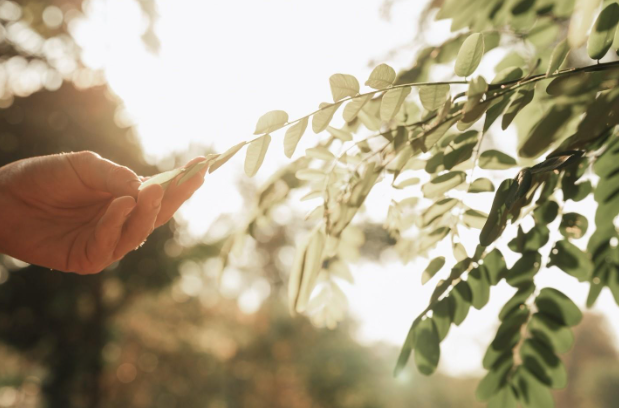 Giving Thanks to Trees: Counting the Ways that Trees Make Our Lives Better