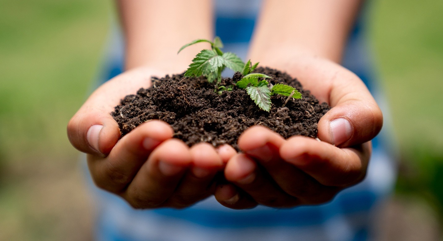 Celebrating World Soil Day - 10 Amazing Facts About Soil and Trees