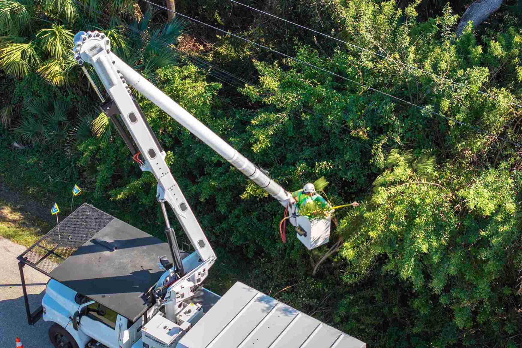 The Woodlands Tree Removal Permits: What to Know Before You Cut