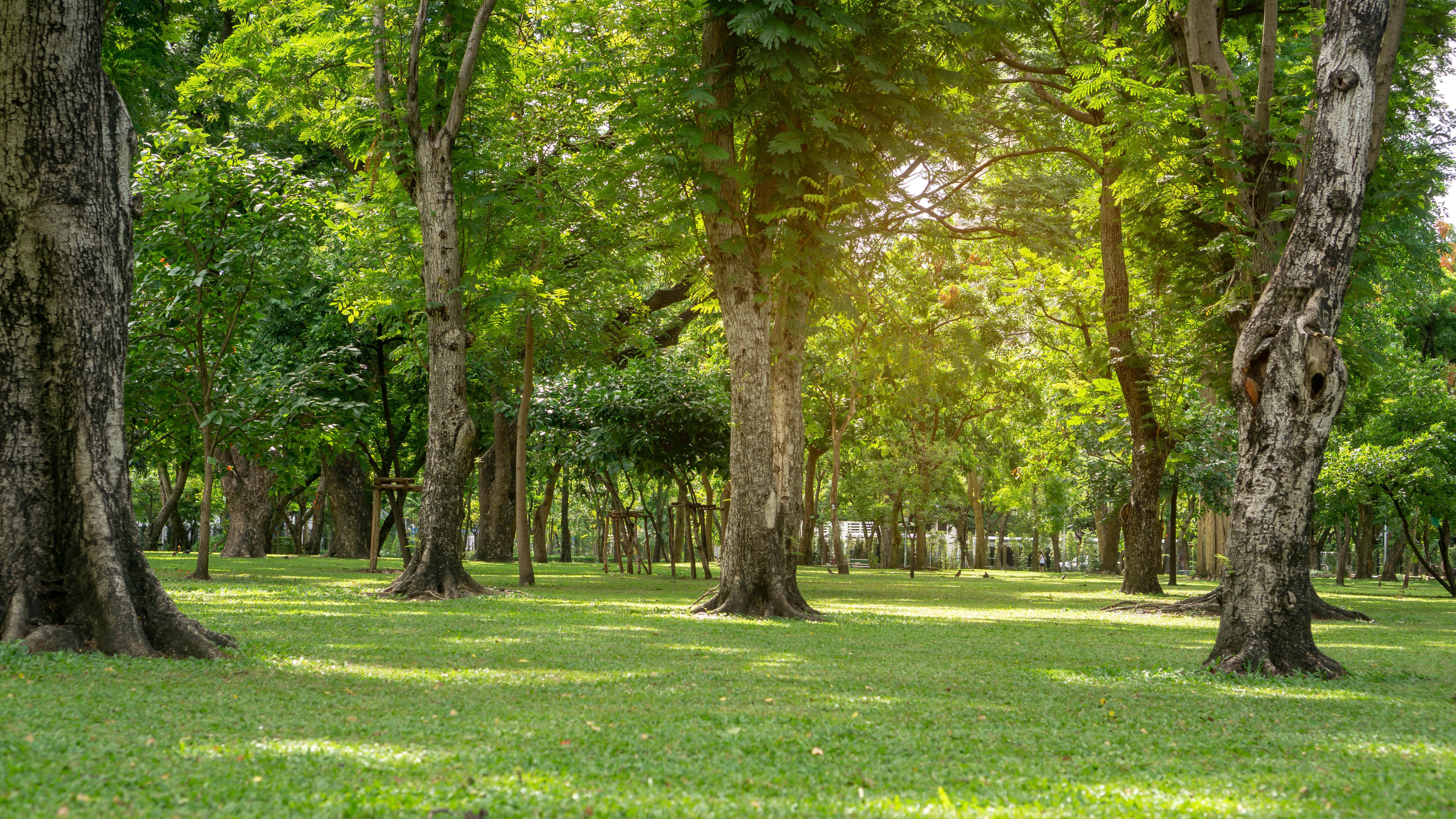Why Choose Monster Tree Service vs. Houston Tree Surgeons? Northwest Houston Arborist Standards Compared