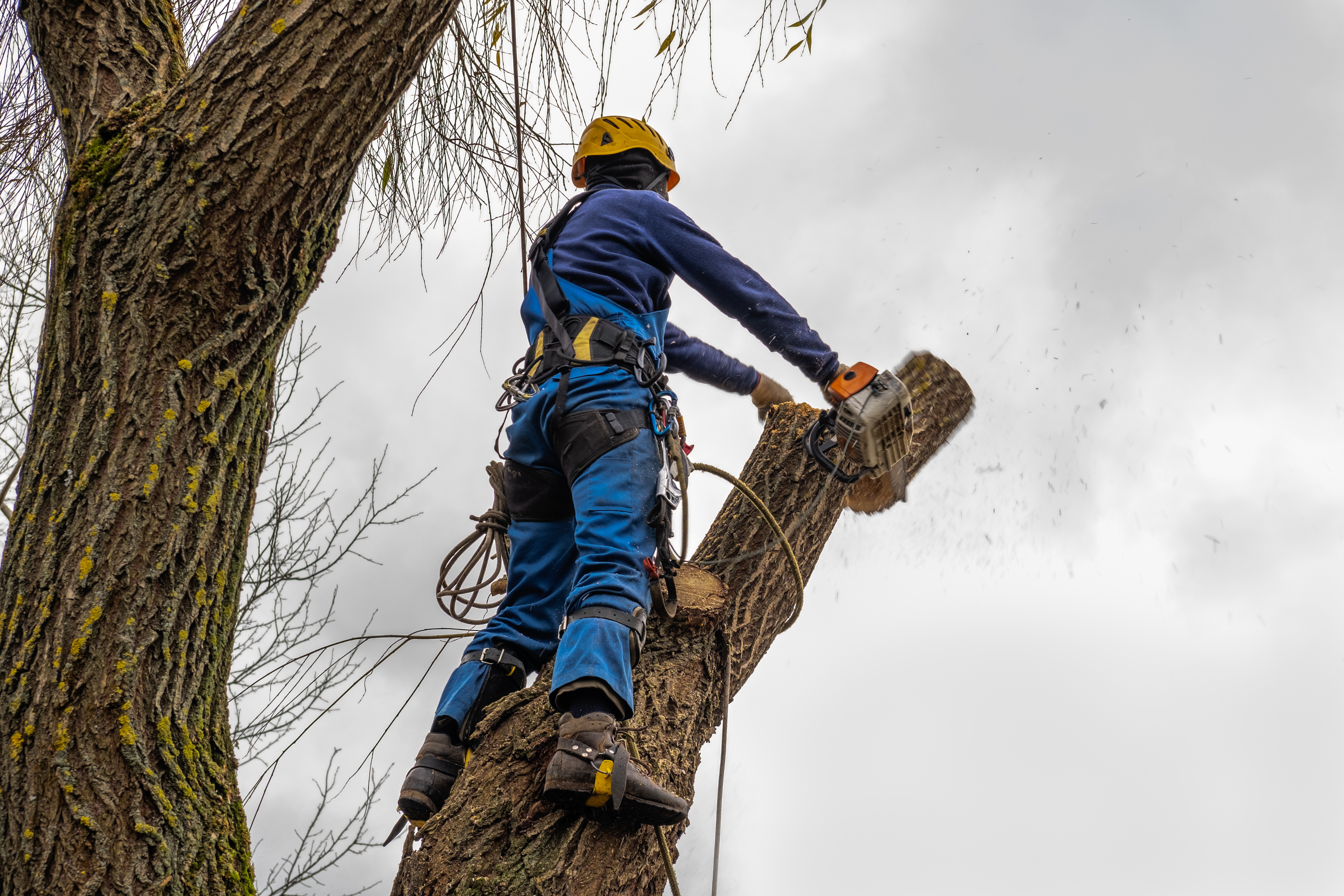 Tree Trimming In Champions Park, TX Proudly Offered By Monster Tree Service Northwest Houston