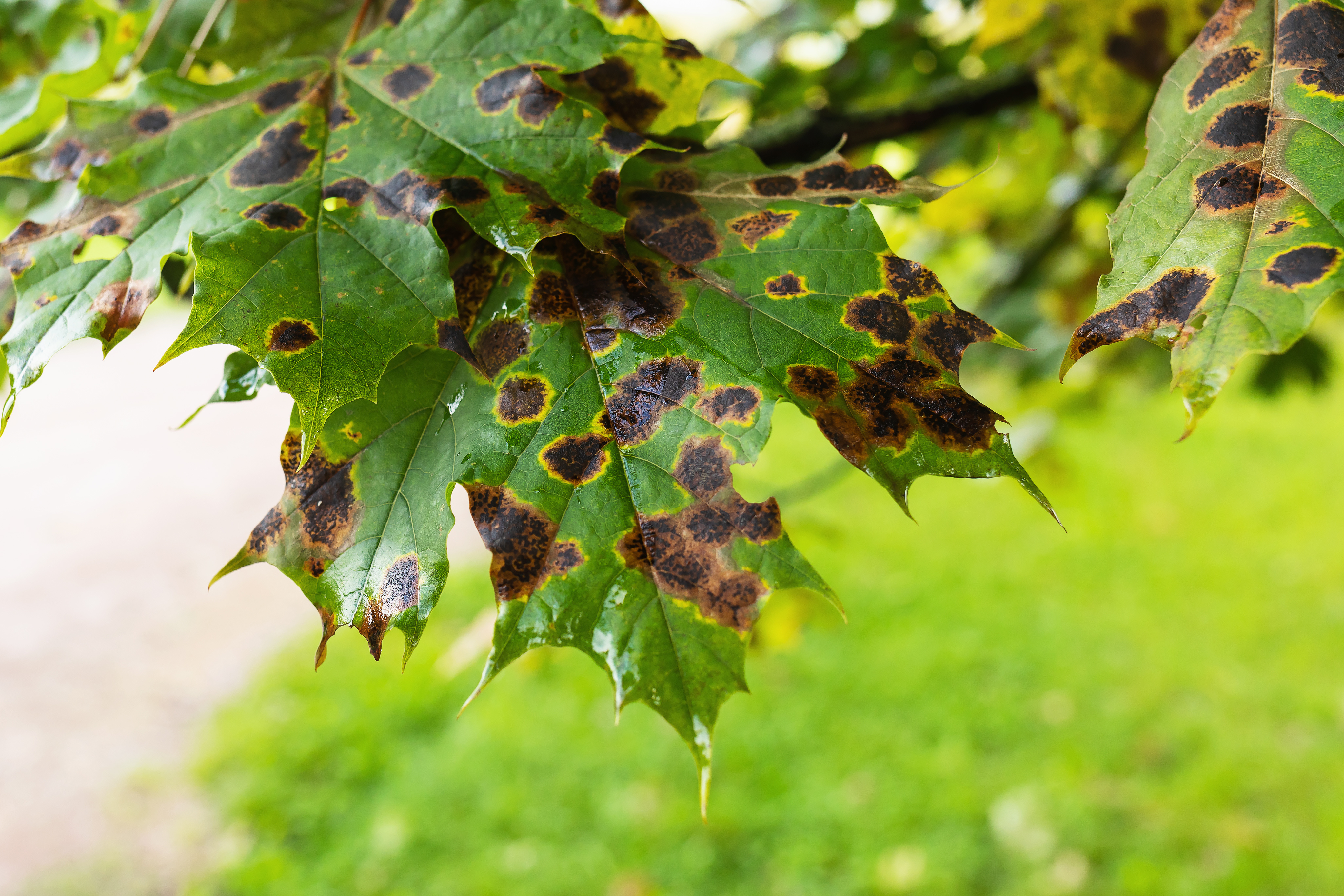 Common Tree Diseases in Northwest Houston: How to Identify and Treat Them (2026 Guide)