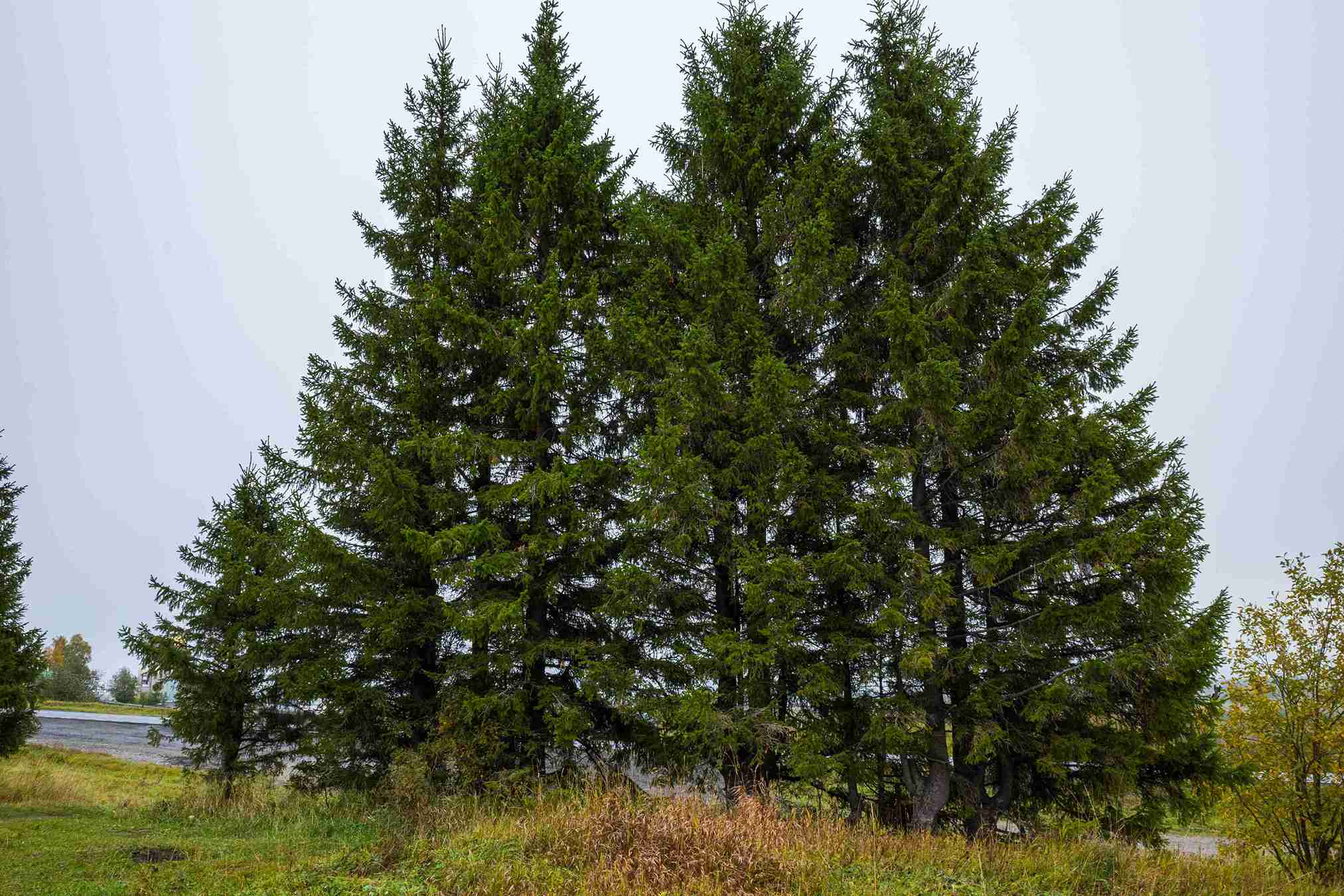 Managing Pine Tree Health in The Woodlands: A Homeowner's Guide