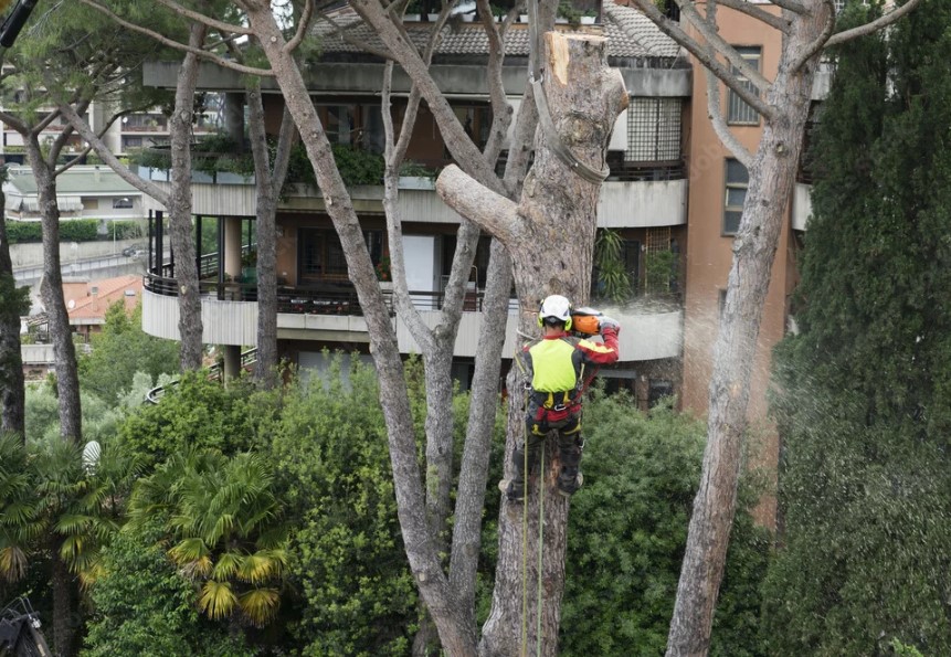 Safety First: Clearing Trees Over Structures in Northwest Houston