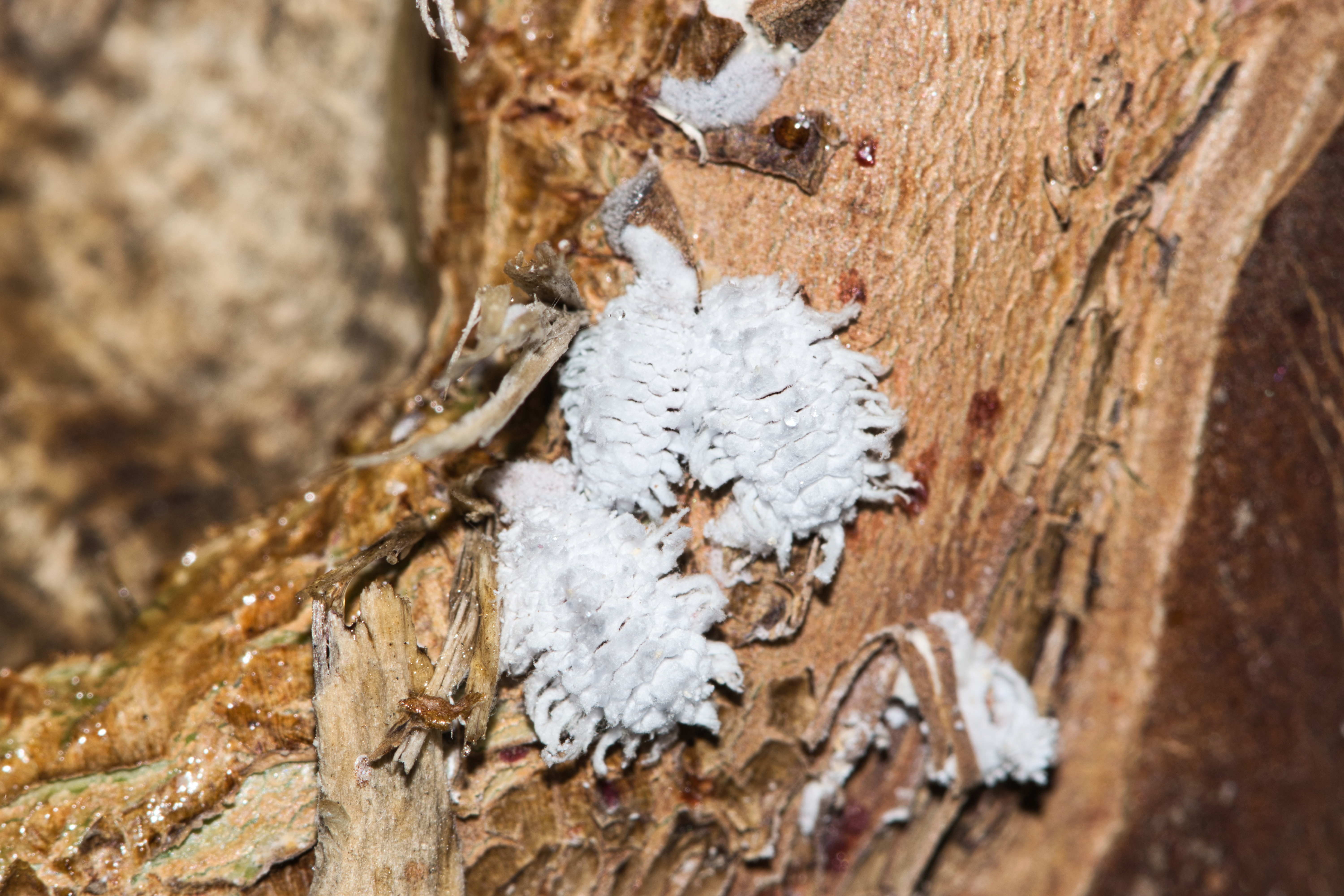 Protecting Your Crape Myrtles: A Guide to Common Insects and Diseases