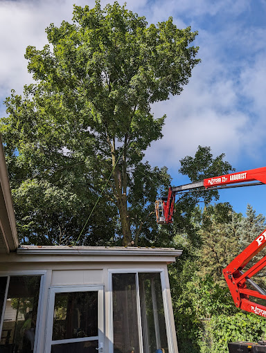 The Consequences of Excessive Pruning in Grand Rapids, MI